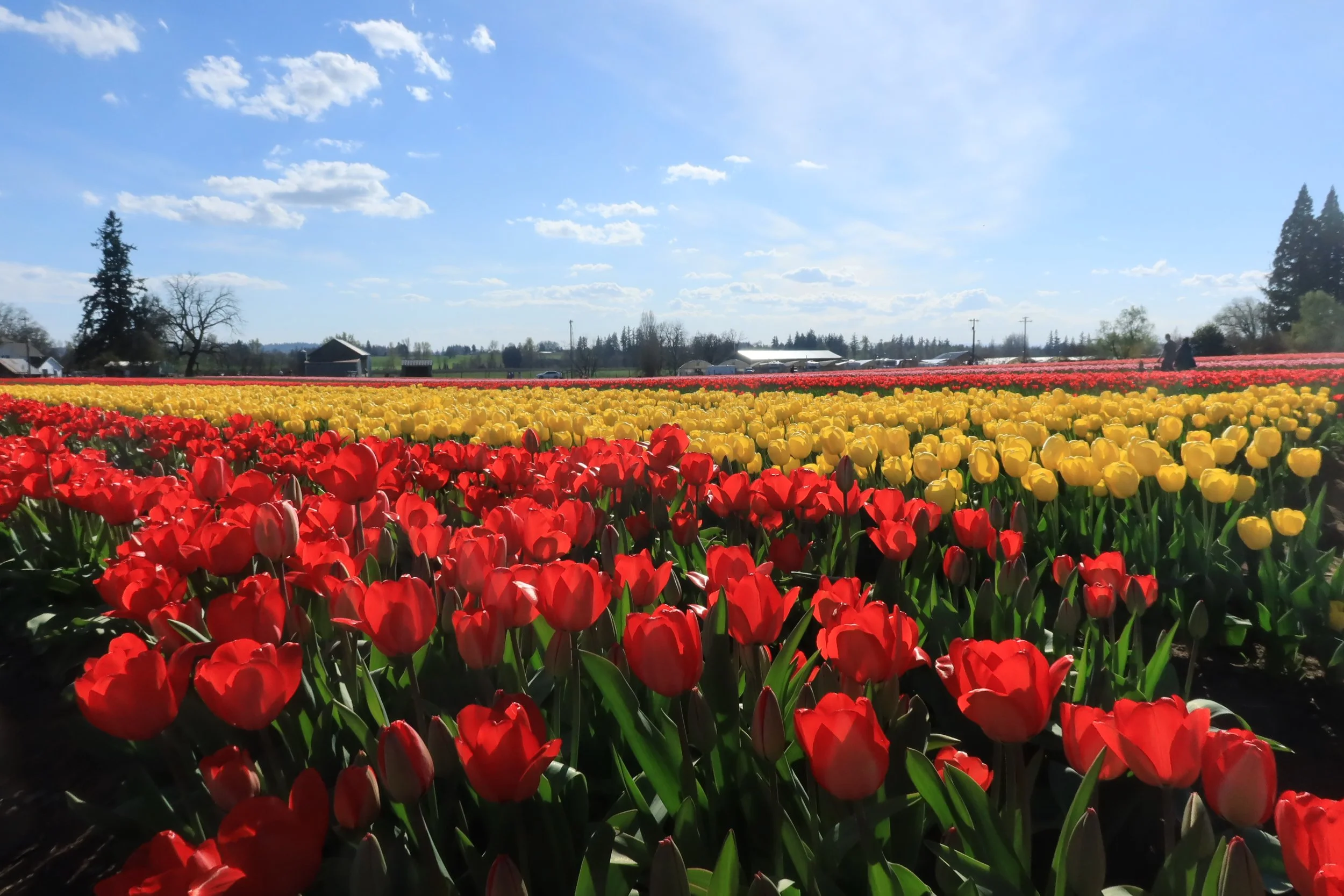 Rows of red and yellow tulips blooming in a spring field